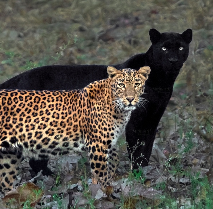 The real Black Panther An interview with wildlife photographer Mithun